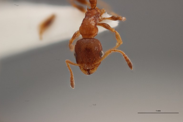 B008 Leptothorax aveli Frontal ZS PMax.jpg B008 Leptothorax aveli Frontal ZS PMax.jpg