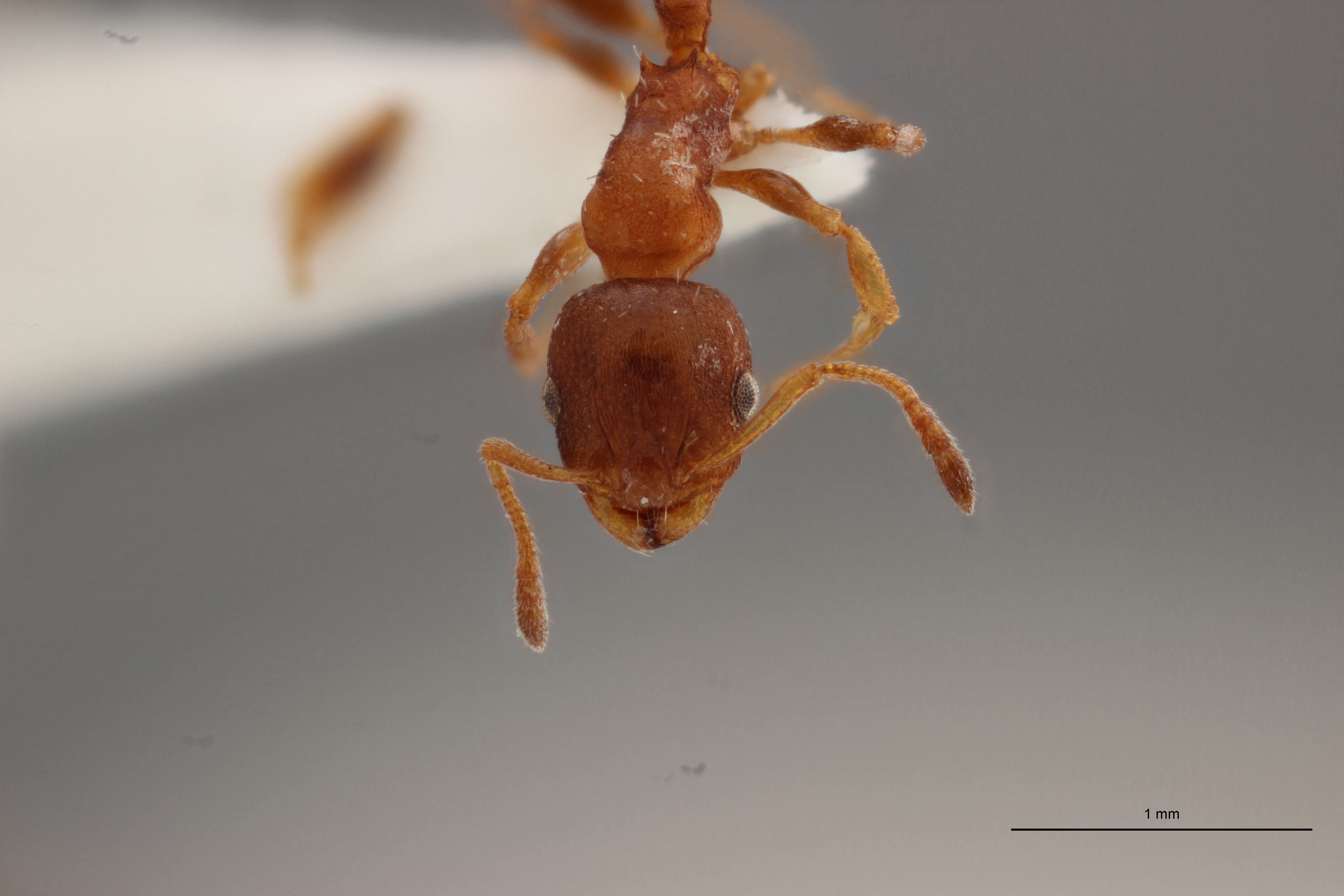 B008 Leptothorax aveli Frontal ZS PMax.jpg