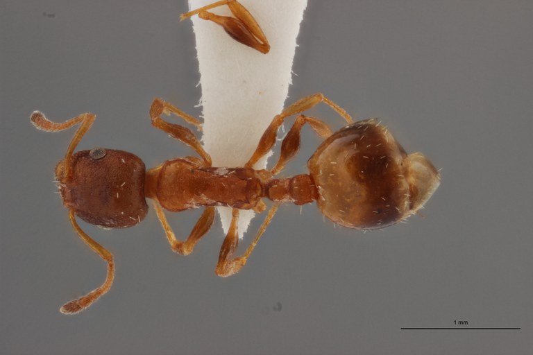 B008 Leptothorax aveli Dorsal PMax.jpg B008 Leptothorax aveli Dorsal PMax.jpg