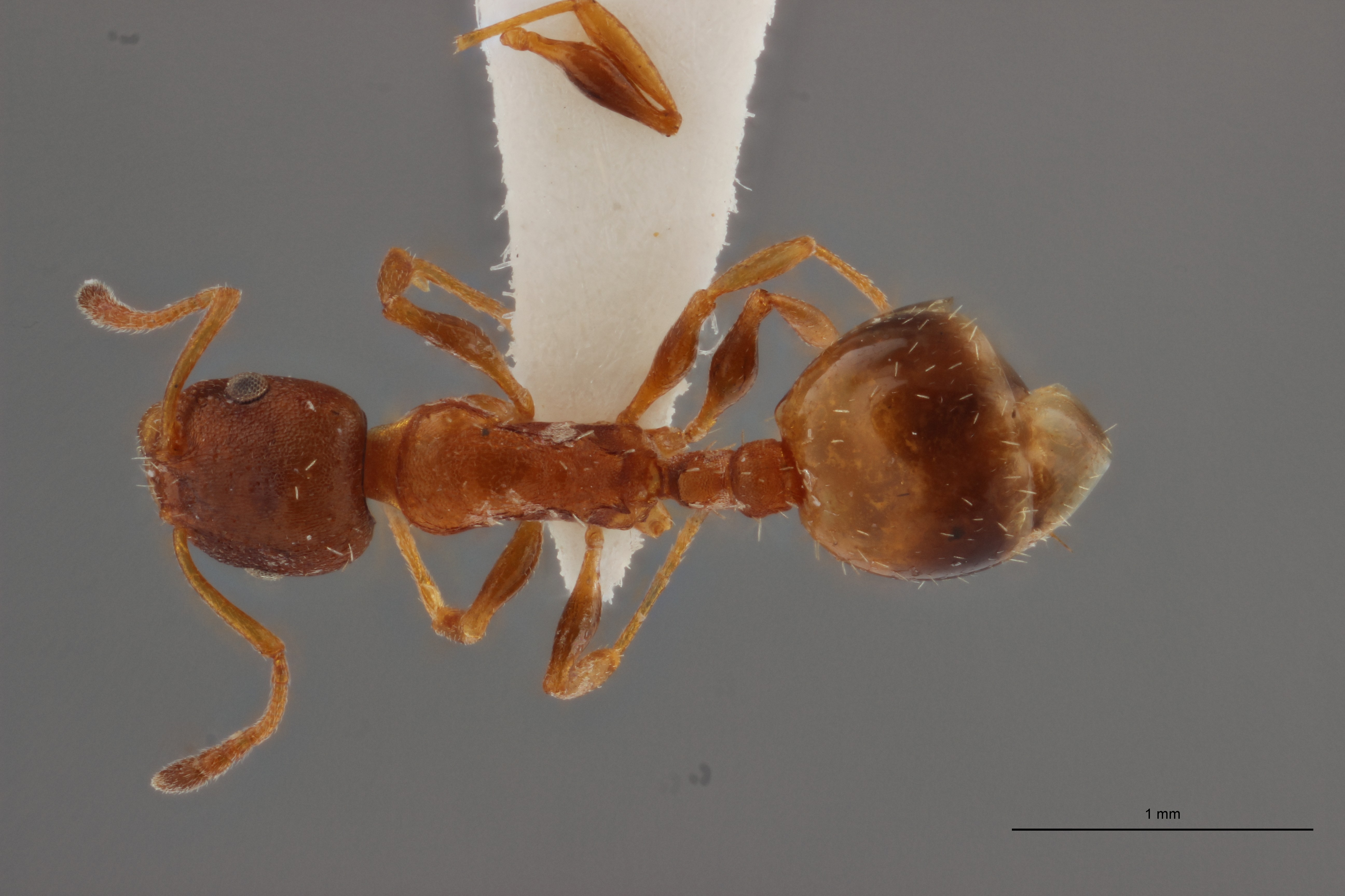 B008 Leptothorax aveli Dorsal PMax.jpg