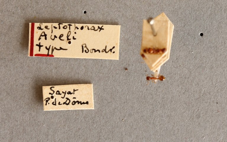 B008 Leptothorax aveli Labels.JPG B008 Leptothorax aveli Labels.JPG