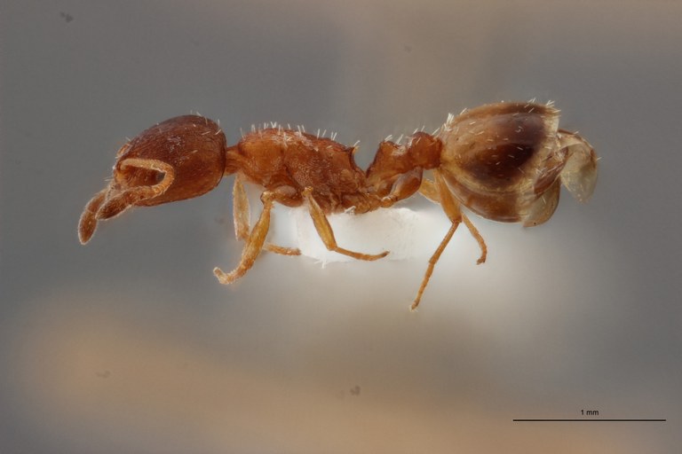 B008 Leptothorax aveli Lateral PMax.jpg B008 Leptothorax aveli Lateral PMax.jpg