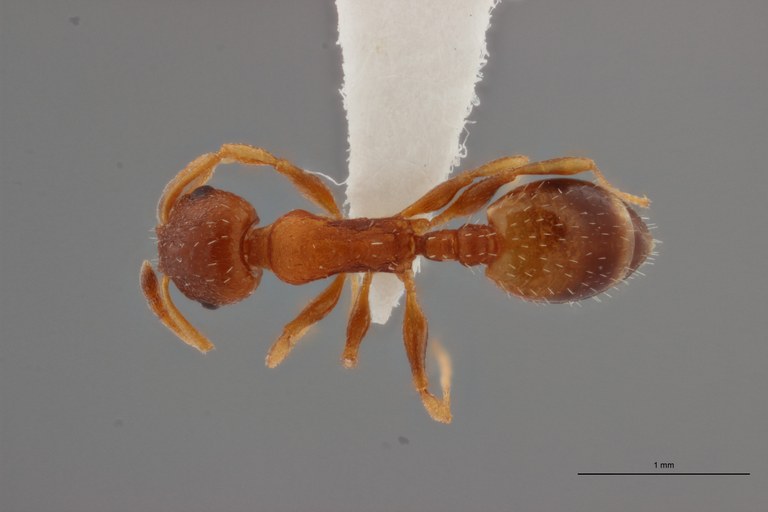 B009 Leptothorax aveli var. pici Dorsal PMax.jpg