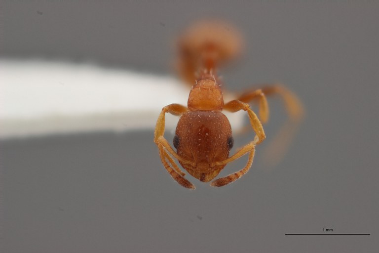 B009 Leptothorax aveli var. pici Frontal ZS PMax.jpg