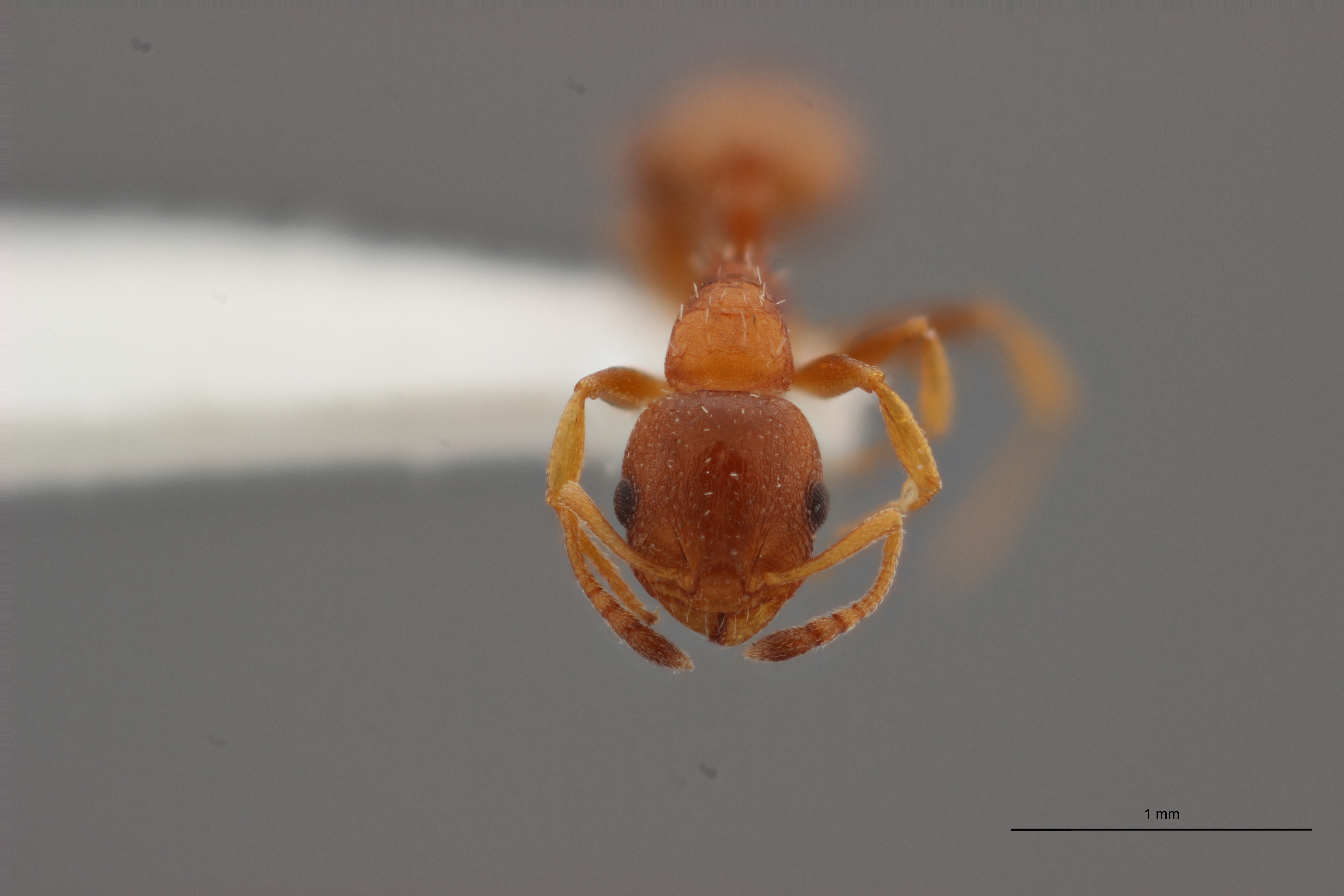 B009 Leptothorax aveli var. pici Frontal ZS PMax.jpg
