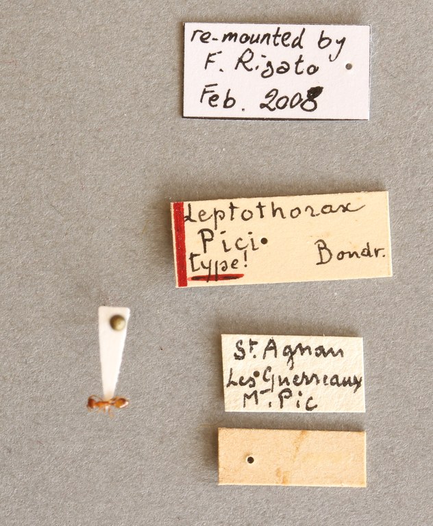 B009 Leptothorax aveli var. pici Labels.JPG