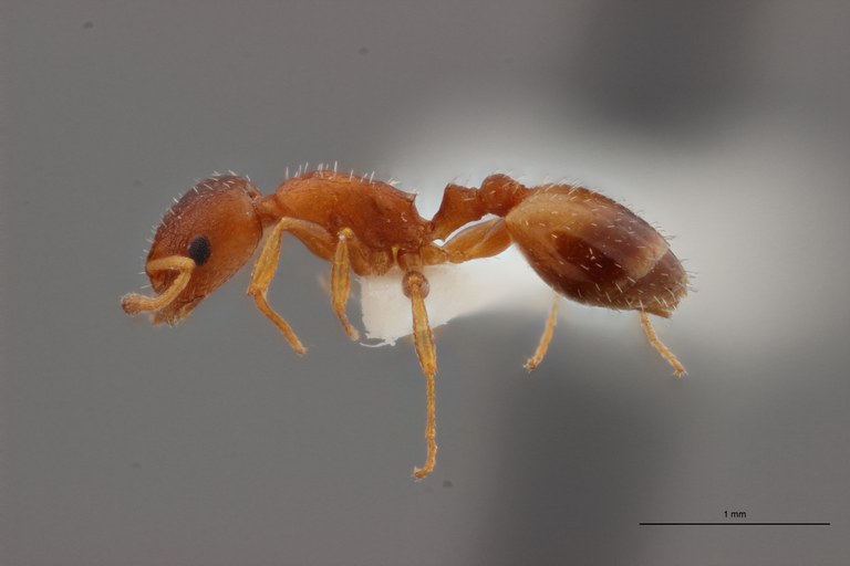 B009 Leptothorax aveli var. pici Lateral ZS PMax.jpg