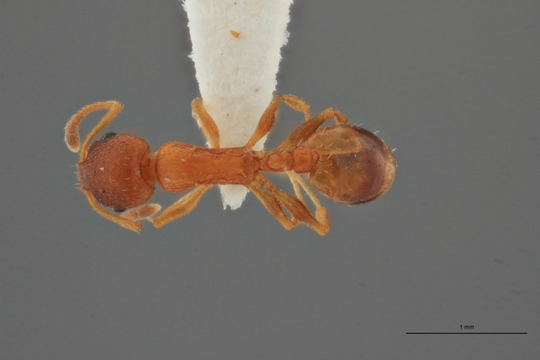 B010 Leptothorax berlandi Dorsal ZS PMax.jpg B010 Leptothorax berlandi Dorsal ZS PMax.jpg
