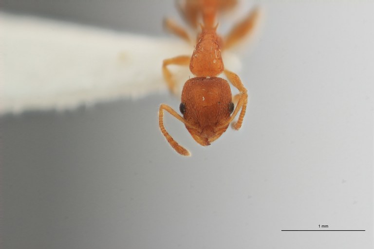 B010 Leptothorax berlandi Frontal ZS PMax.jpg B010 Leptothorax berlandi Frontal ZS PMax.jpg