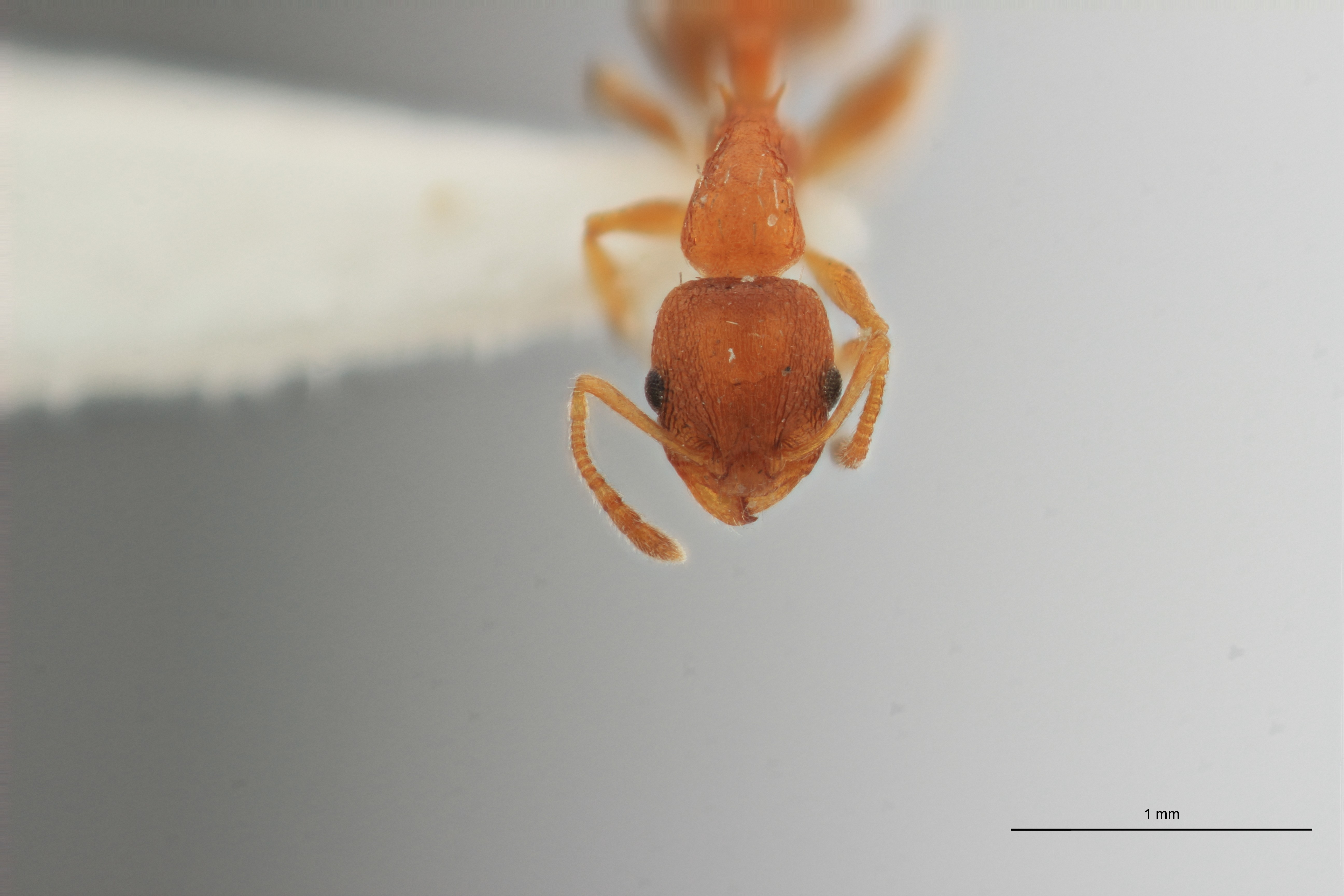 B010 Leptothorax berlandi Frontal ZS PMax.jpg