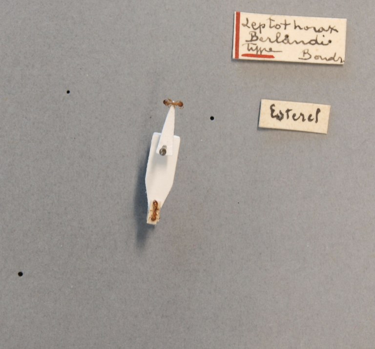 B010 Leptothorax berlandi Labels.jpg B010 Leptothorax berlandi Labels.jpg
