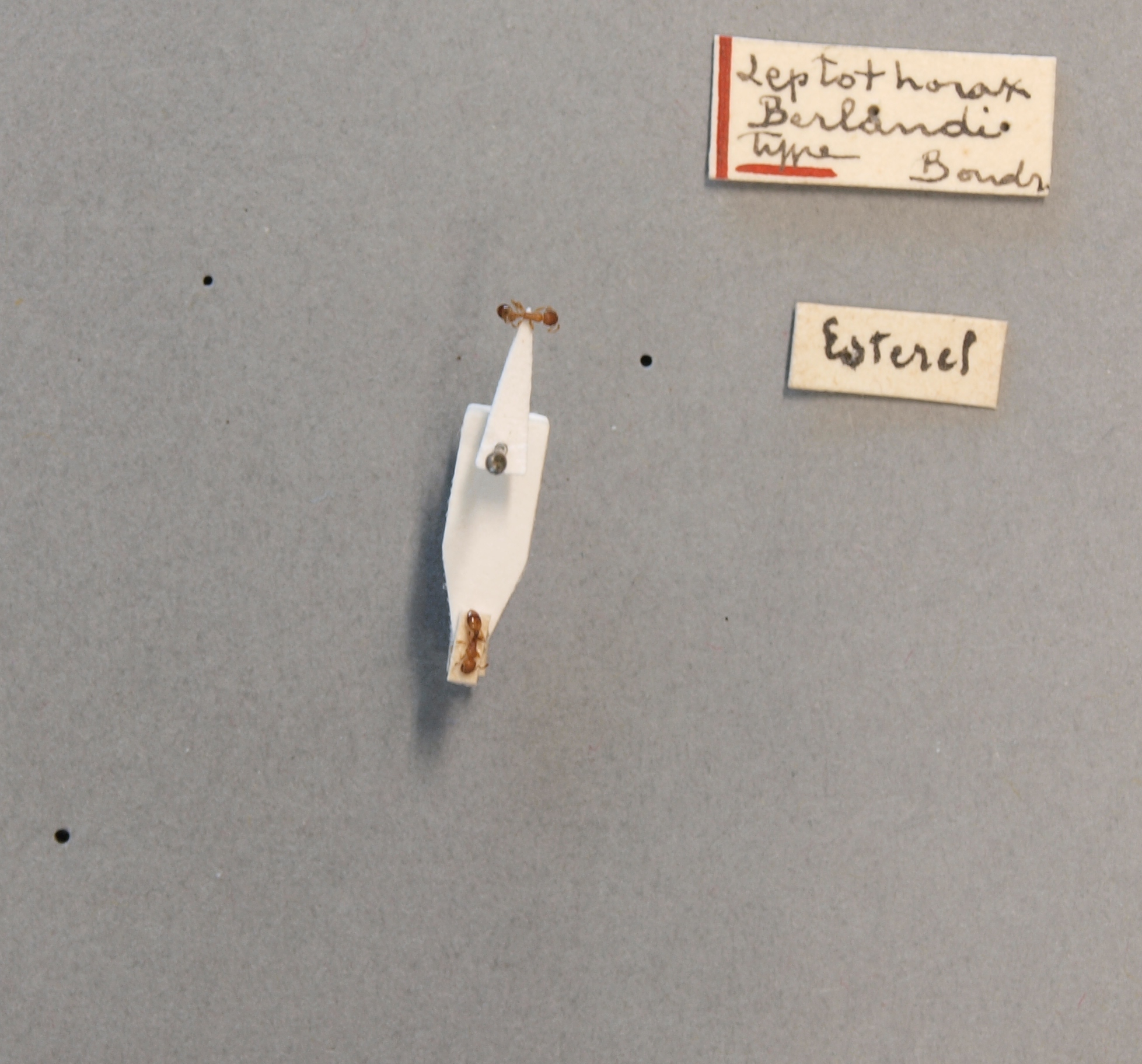B010 Leptothorax berlandi Labels.jpg