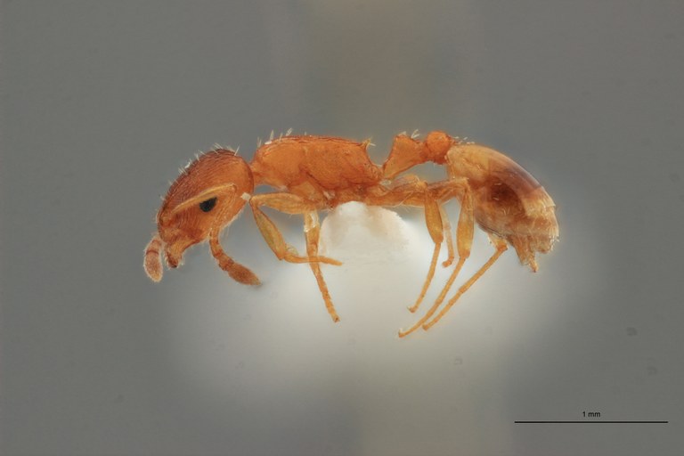 B010 Leptothorax berlandi Lateral ZS PMax.jpg B010 Leptothorax berlandi Lateral ZS PMax.jpg