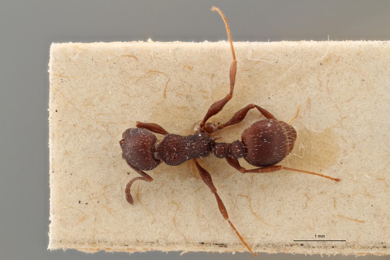 B076 Leptothorax bugnioni Dorsal ZS PMax.jpg B076 Leptothorax bugnioni Dorsal ZS PMax.jpg