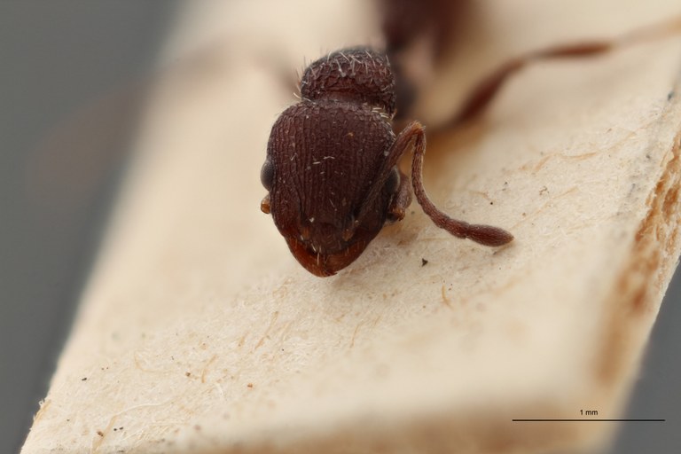 B076 Leptothorax bugnioni Frontal ZS PMax.jpg B076 Leptothorax bugnioni Frontal ZS PMax.jpg