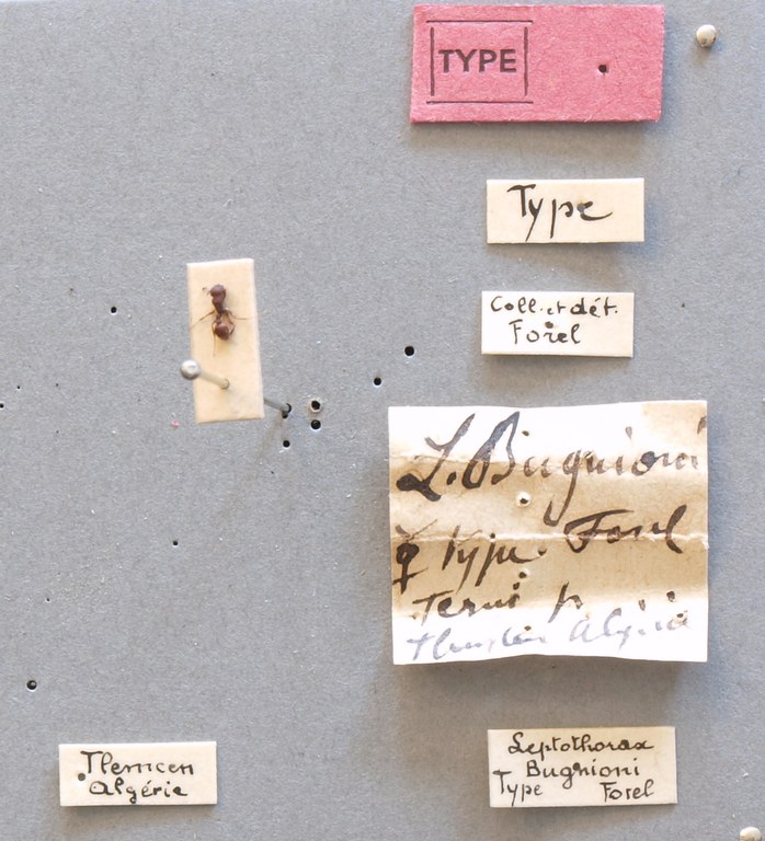 B076 Leptothorax bugnioni Labels.JPG B076 Leptothorax bugnioni Labels.JPG