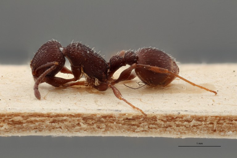 B076 Leptothorax bugnioni Lateral ZS PMax.jpg B076 Leptothorax bugnioni Lateral ZS PMax.jpg