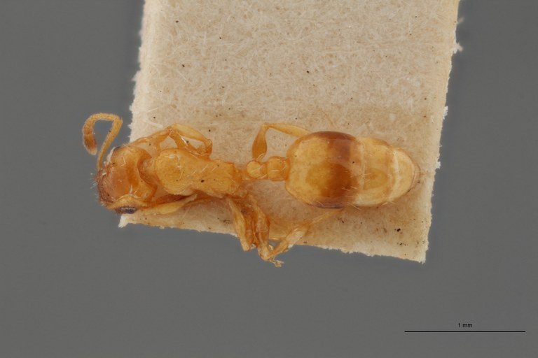 B058 Leptothorax bulgaricus Dorsal ZS PMax.jpg B058 Leptothorax bulgaricus Dorsal ZS PMax.jpg