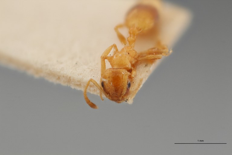 B058 Leptothorax bulgaricus Frontal ZS PMax.jpg B058 Leptothorax bulgaricus Frontal ZS PMax.jpg