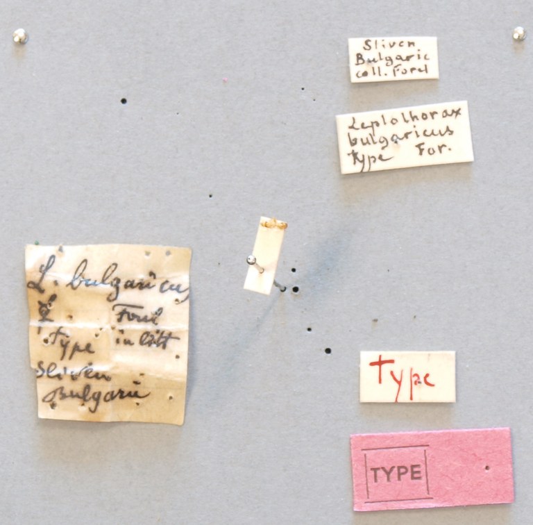B058 Leptothorax bulgaricus Labels.JPG B058 Leptothorax bulgaricus Labels.JPG
