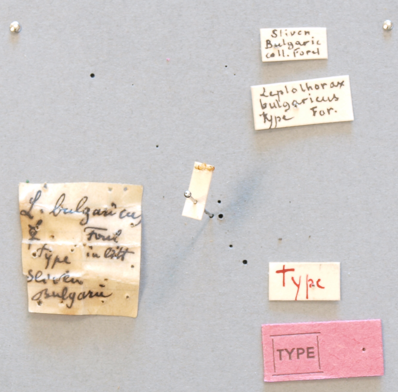 B058 Leptothorax bulgaricus Labels.JPG