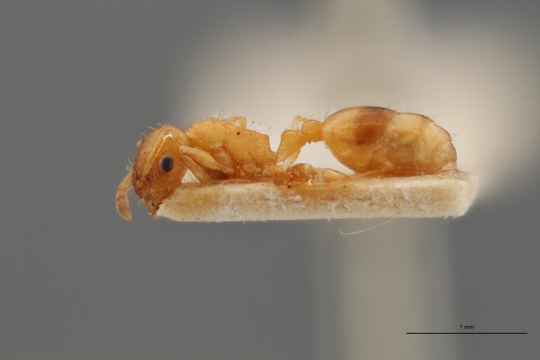 B058 Leptothorax bulgaricus Lateral ZS PMax.jpg B058 Leptothorax bulgaricus Lateral ZS PMax.jpg