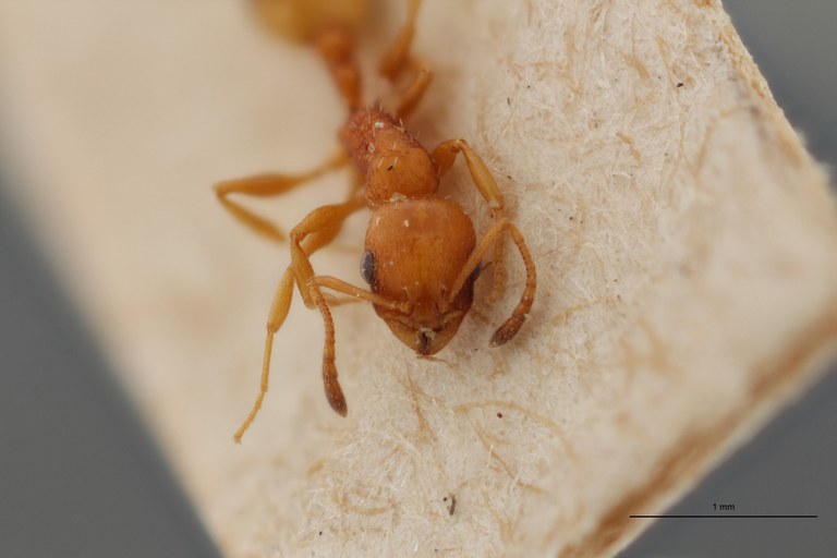 B059 Leptothorax bulgaricus subsp. graecus Frontal ZS PMax.jpg B059 Leptothorax bulgaricus subsp. graecus Frontal ZS PMax.jpg