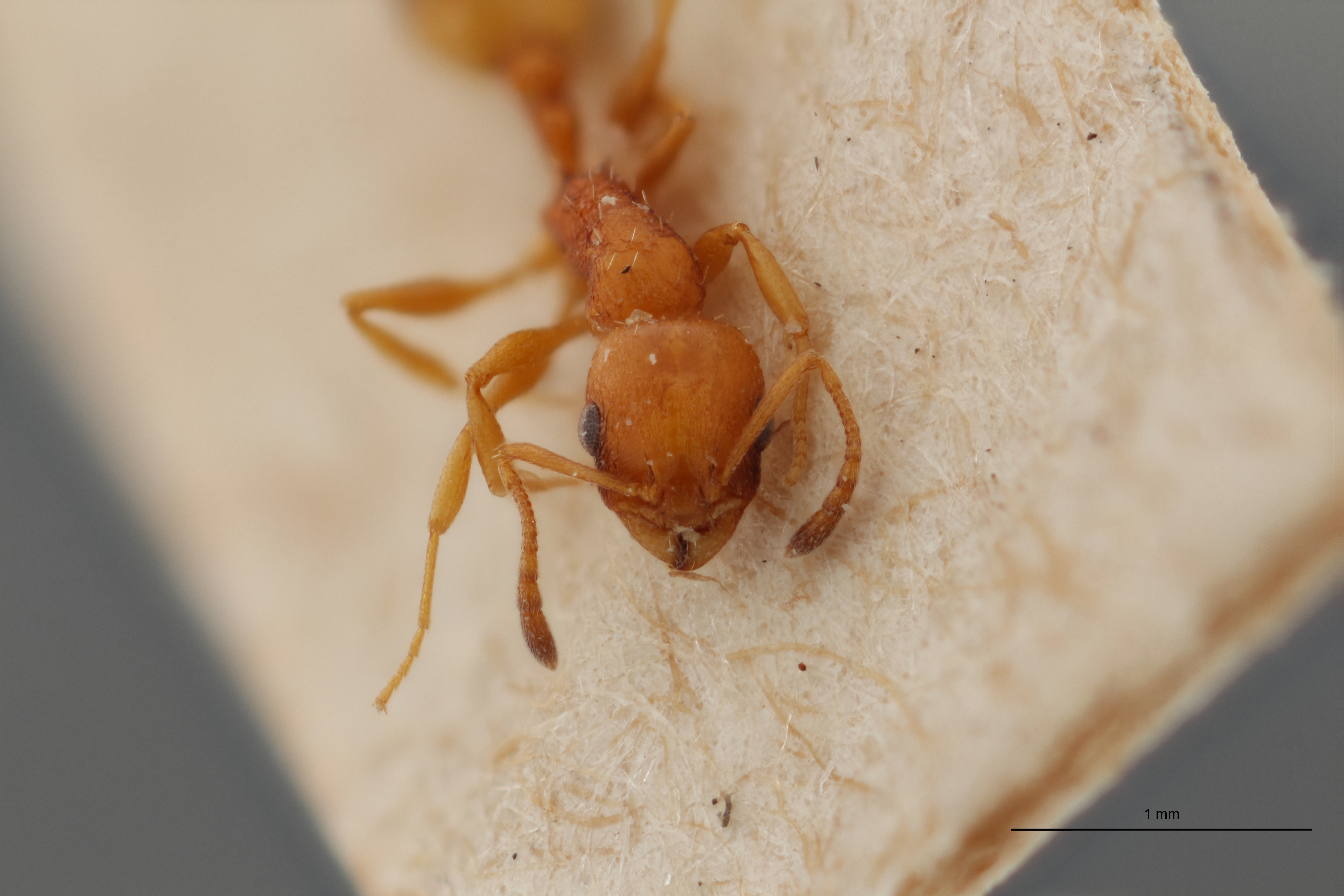 B059 Leptothorax bulgaricus subsp. graecus Frontal ZS PMax.jpg