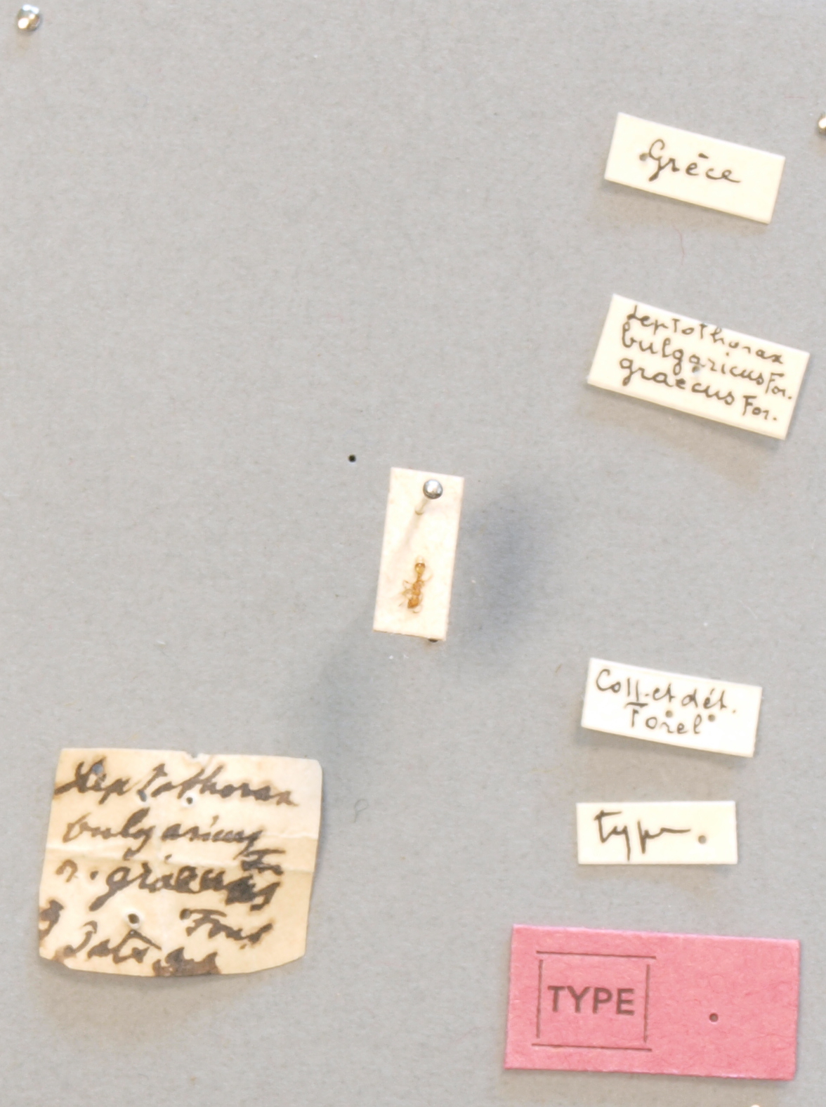 B059 Leptothorax bulgaricus subsp. graecus Labels.JPG