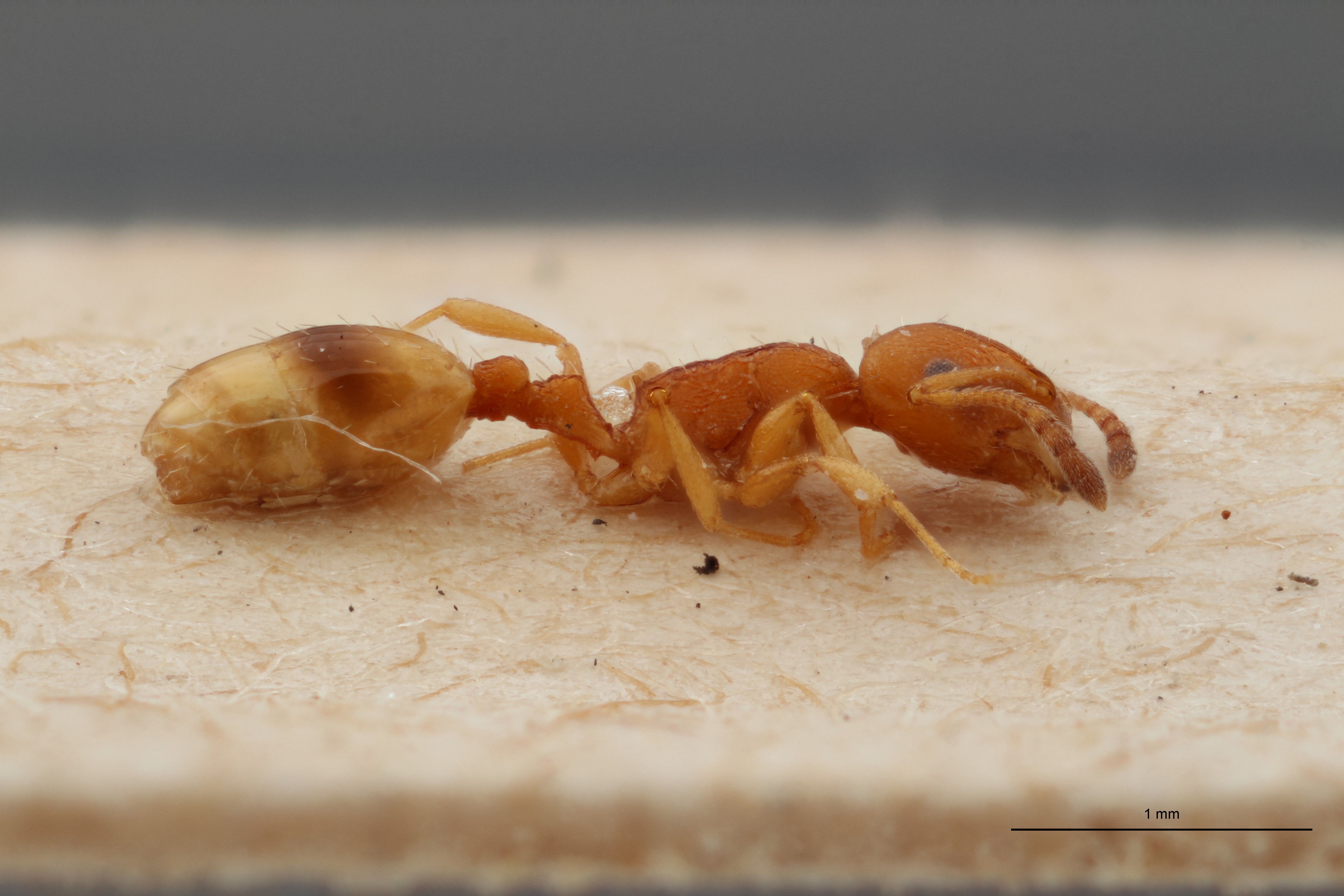 B059 Leptothorax bulgaricus subsp. graecus Lateral ZS PMax.jpg