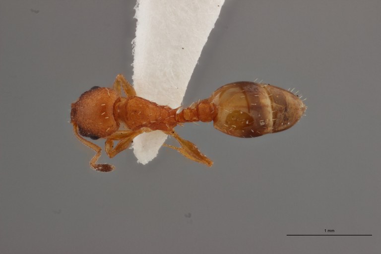 B004 Leptothorax cordieri Dorsal ZS PMax.jpg B004 Leptothorax cordieri Dorsal ZS PMax.jpg