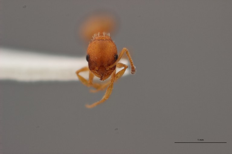 B004 Leptothorax cordieri Frontal PMax.jpg B004 Leptothorax cordieri Frontal PMax.jpg