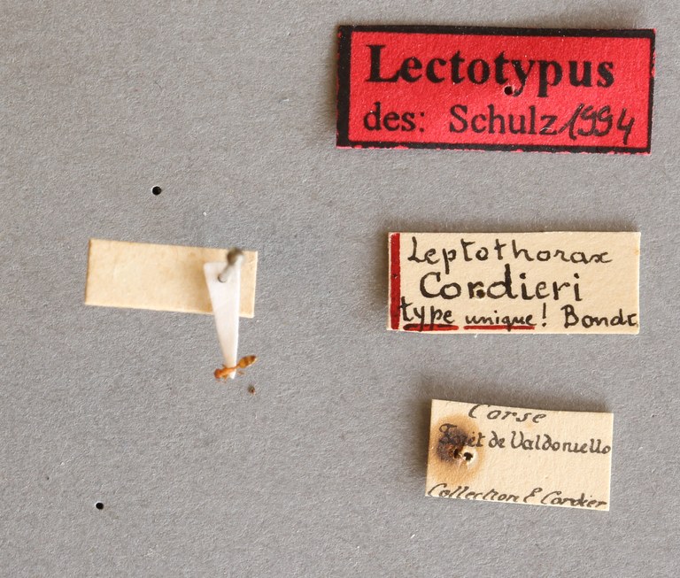 B004 Leptothorax cordieri Labels.JPG B004 Leptothorax cordieri Labels.JPG