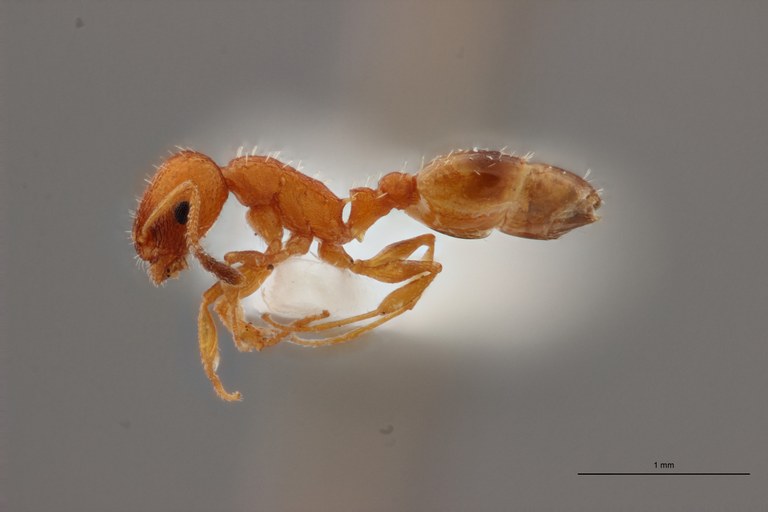 B004 Leptothorax cordieri Lateral PMax.jpg B004 Leptothorax cordieri Lateral PMax.jpg