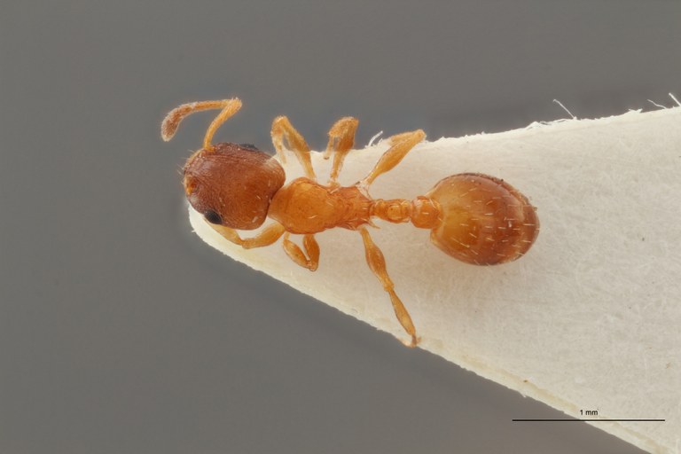 B070 Leptothorax Cordieri var. rougeti Dorsal ZS PMax.jpg B070 Leptothorax Cordieri var. rougeti Dorsal ZS PMax.jpg