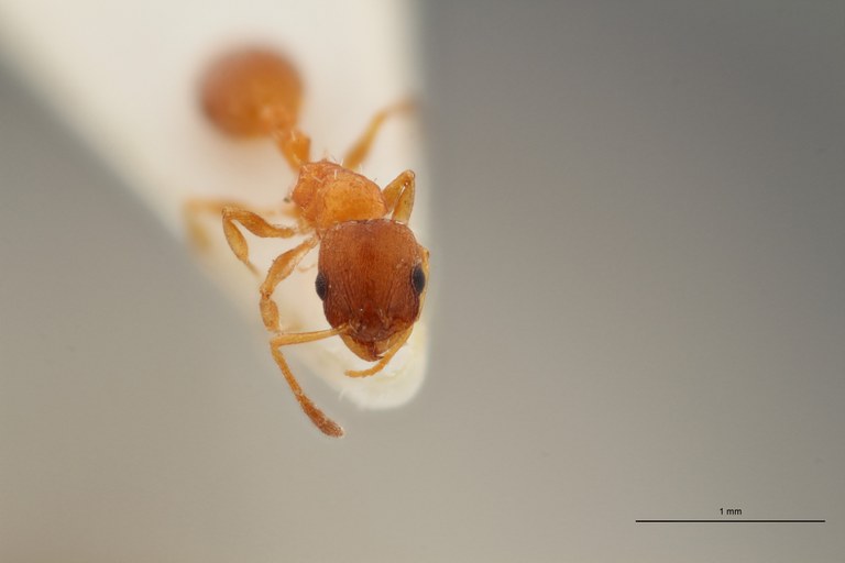 B070 Leptothorax Cordieri var. rougeti Frontal ZS PMax.jpg B070 Leptothorax Cordieri var. rougeti Frontal ZS PMax.jpg