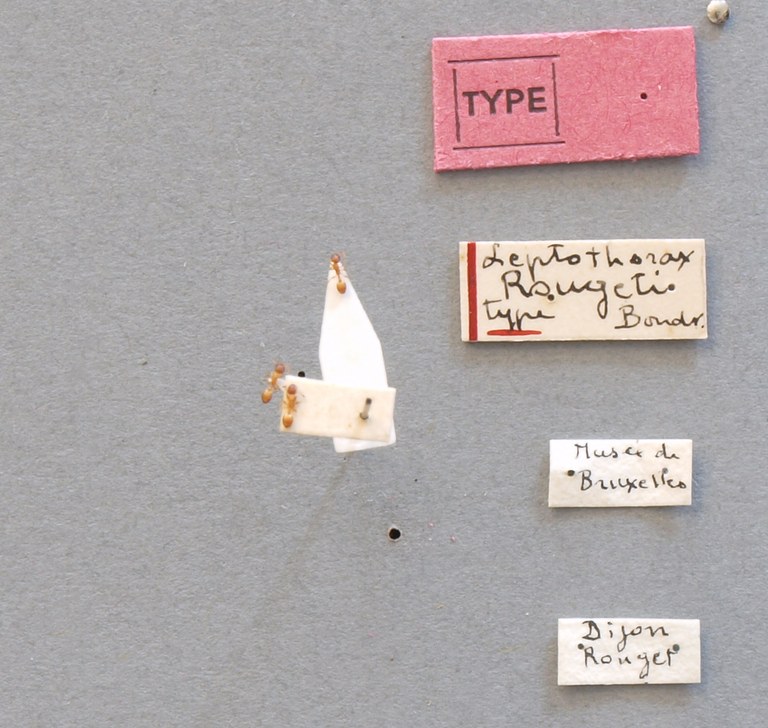 B070 Leptothorax Cordieri var. rougeti Labels.JPG B070 Leptothorax Cordieri var. rougeti Labels.JPG