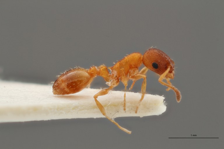 B070 Leptothorax Cordieri var. rougeti Lateral ZS PMax.jpg B070 Leptothorax Cordieri var. rougeti Lateral ZS PMax.jpg
