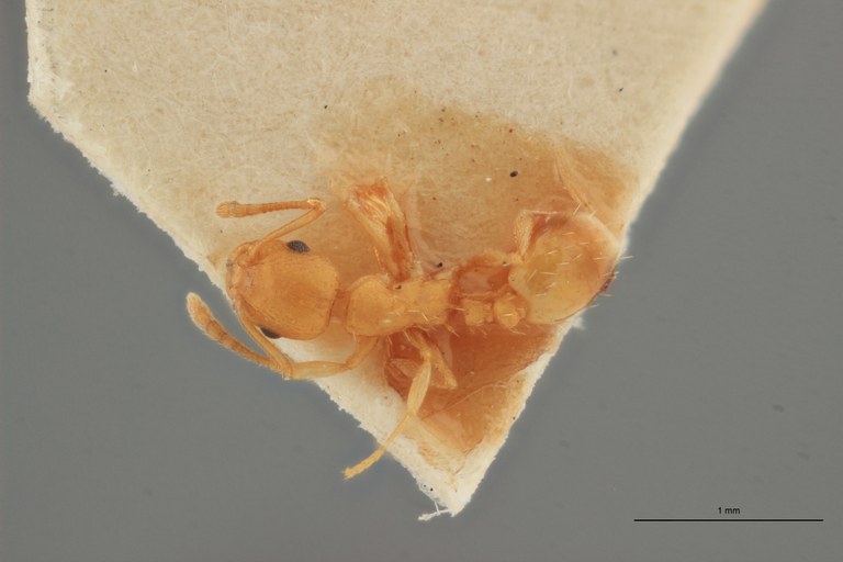 B013 Leptothorax corticalis var. korbi Dorsal-zs-pmax.jpg B013 Leptothorax corticalis var. korbi Dorsal-zs-pmax.jpg