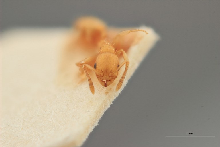 B013 Leptothorax corticalis var. korbi Frontal-zs-pmax.jpg B013 Leptothorax corticalis var. korbi Frontal-zs-pmax.jpg