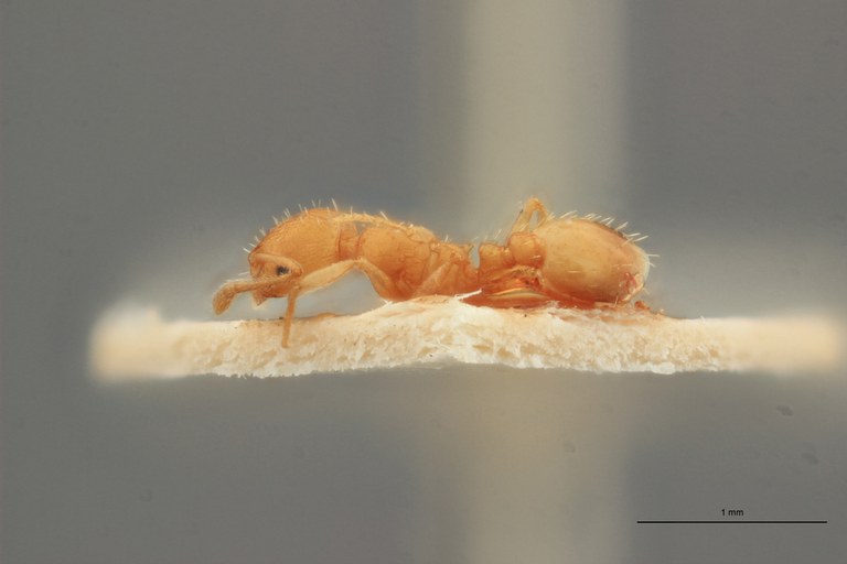 B013 Leptothorax corticalis var. korbi Lateral-zs-pmax.jpg B013 Leptothorax corticalis var. korbi Lateral-zs-pmax.jpg