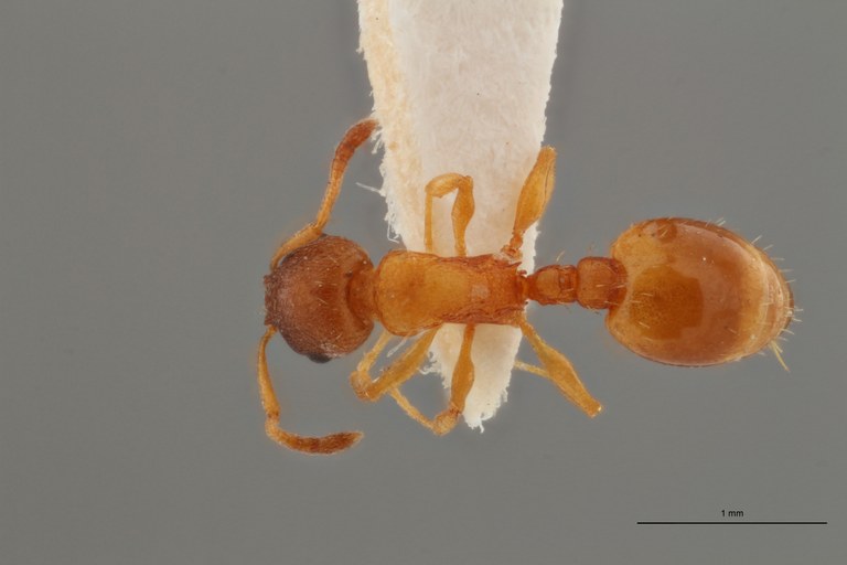 B069 Leptothorax curvithorax Dorsal ZS PMax.jpg B069 Leptothorax curvithorax Dorsal ZS PMax.jpg