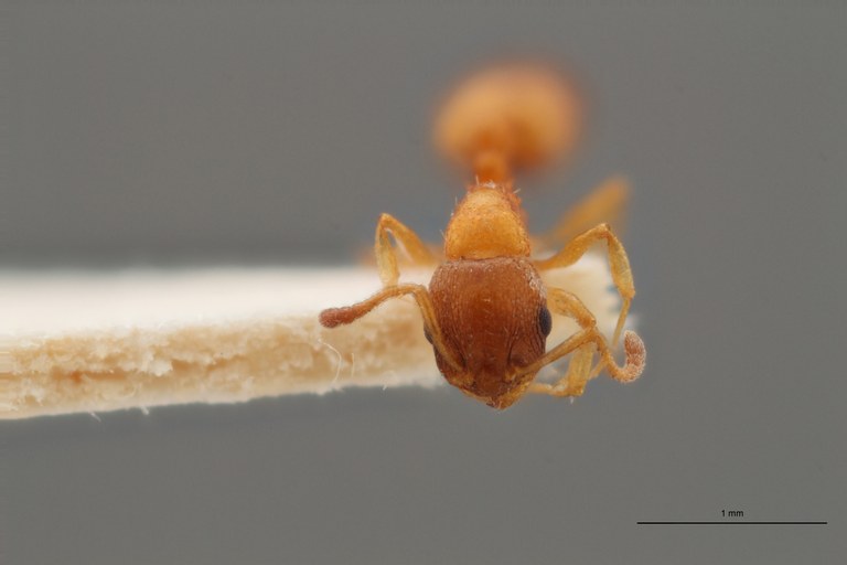 B069 Leptothorax curvithorax Frontal ZS PMax.jpg B069 Leptothorax curvithorax Frontal ZS PMax.jpg