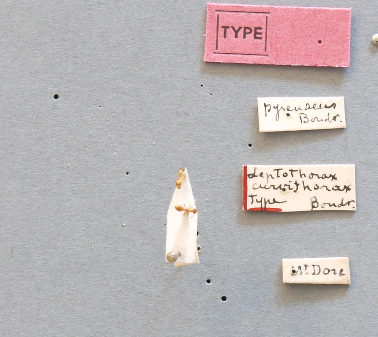 B069 Leptothorax curvithorax Labels.JPG B069 Leptothorax curvithorax Labels.JPG