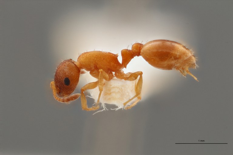 B069 Leptothorax curvithorax Lateral ZS PMax.jpg B069 Leptothorax curvithorax Lateral ZS PMax.jpg