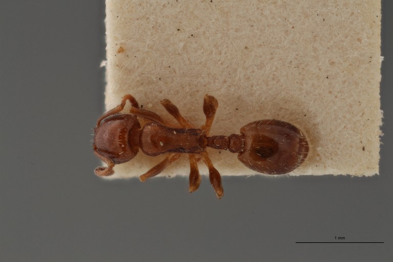 B056 Leptothorax exilis Dorsal ZS PMax.jpg B056 Leptothorax exilis Dorsal ZS PMax.jpg