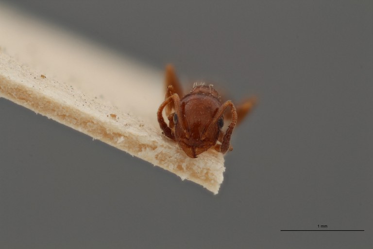 B056 Leptothorax exilis Frontal ZS PMax.jpg B056 Leptothorax exilis Frontal ZS PMax.jpg