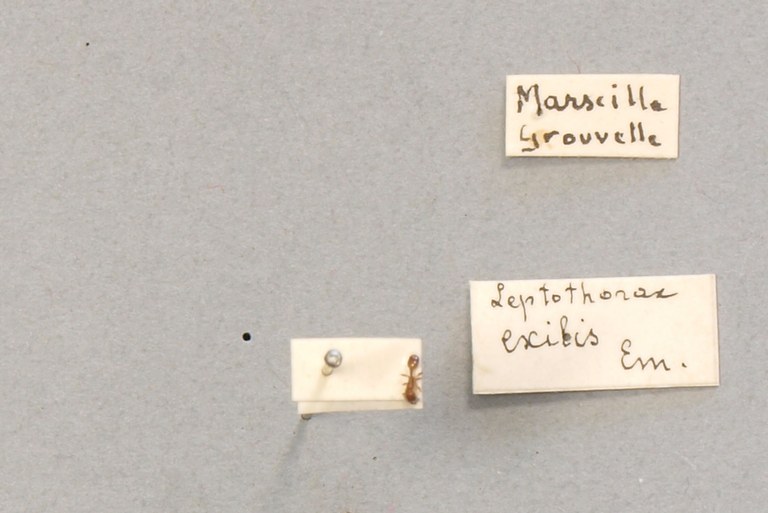 B056 Leptothorax exilis Labels.JPG B056 Leptothorax exilis Labels.JPG