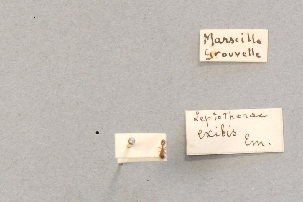 B056 Leptothorax exilis Labels.JPG