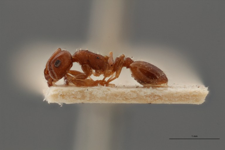 B056 Leptothorax exilis Lateral ZS PMax.jpg B056 Leptothorax exilis Lateral ZS PMax.jpg